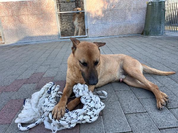 ARGO STA INVECCHIANDO IN CANILE Foto 3